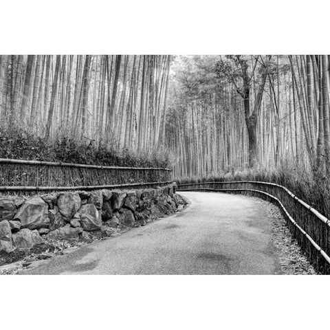 Japan, Kyoto Walkway through Arashiyama Grove White Modern Wood Framed Art Print by Flaherty, Dennis