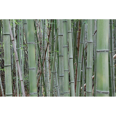 Nara Provence Abstract of bamboo Black Modern Wood Framed Art Print by Jaynes Gallery