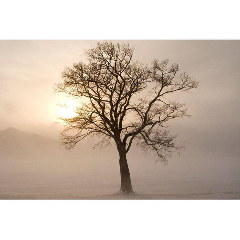 Japan-Hokkaido-Lake Kussharo A tree stands silhouetted by the rising sun  Black Modern Wood Framed Art Print by Goff, Ellen