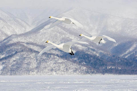 Japan-Hokkaido Three whooper swans fly for a landing White Modern Wood Framed Art Print with Double Matting by Goff, Ellen