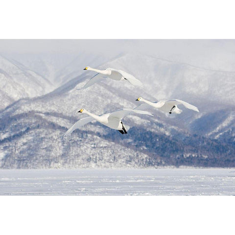 Japan-Hokkaido Three whooper swans fly for a landing White Modern Wood Framed Art Print by Goff, Ellen