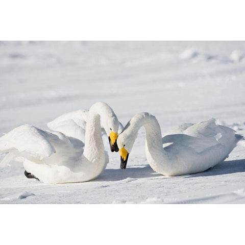 Japan-Hokkaido Two whooper swans celebrate loudly after landing Black Modern Wood Framed Art Print with Double Matting by Goff, Ellen