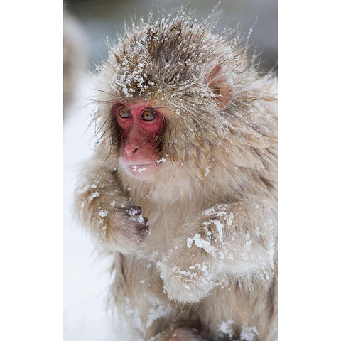 Japan-Nagano  Black Modern Wood Framed Art Print with Double Matting by Goff, Ellen