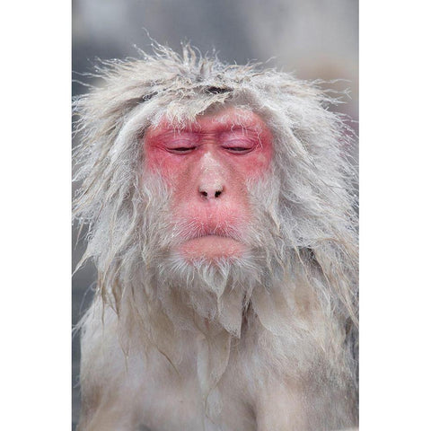 Japan-Nagano  Black Modern Wood Framed Art Print with Double Matting by Goff, Ellen