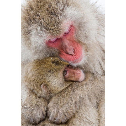 Japan-Nagano  White Modern Wood Framed Art Print by Goff, Ellen