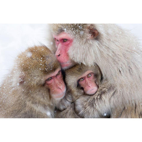 Japan-Nagano  Black Modern Wood Framed Art Print with Double Matting by Goff, Ellen