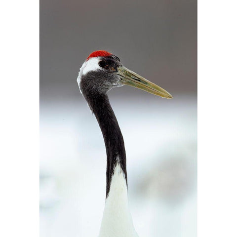 Japan-Hokkaido-Kushiro  White Modern Wood Framed Art Print by Goff, Ellen