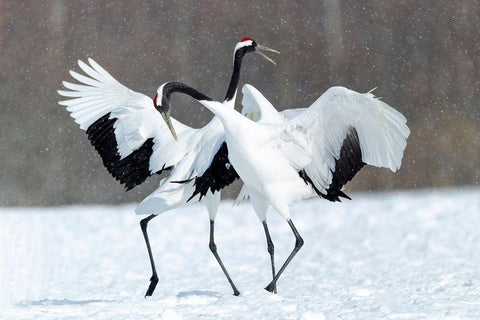 Japan-Hokkaido-Kushiro Two red-crowned cranes dance together in the lightly falling snow Black Ornate Wood Framed Art Print with Double Matting by Goff, Ellen