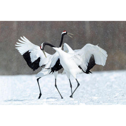 Japan-Hokkaido-Kushiro Two red-crowned cranes dance together in the lightly falling snow Black Modern Wood Framed Art Print by Goff, Ellen