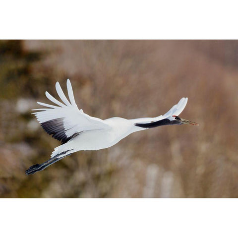 Japan-Hokkaido-Kushiro White Modern Wood Framed Art Print by Goff, Ellen