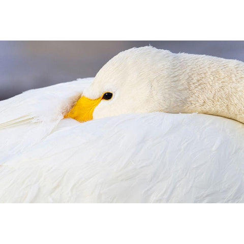 Japan-Hokkaido A whooper swan tucks its bill  Black Modern Wood Framed Art Print by Goff, Ellen