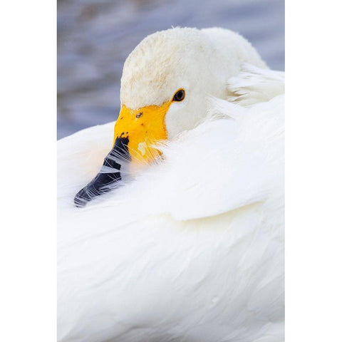 Japan-Hokkaido Portrait of a whooper swan with its yellow and black bill Black Modern Wood Framed Art Print by Goff, Ellen