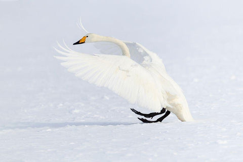 Japan-Hokkaido A whooper swan makes an ungainly landing on the ice Black Ornate Wood Framed Art Print with Double Matting by Goff, Ellen