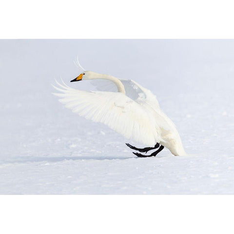 Japan-Hokkaido A whooper swan makes an ungainly landing on the ice Black Modern Wood Framed Art Print by Goff, Ellen