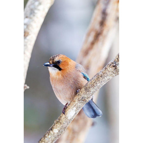 Japan-Hokkaido-Lake Kussharo-Eurasian jay Portrait of an Eurasian jay sitting on a tree limb White Modern Wood Framed Art Print by Goff, Ellen