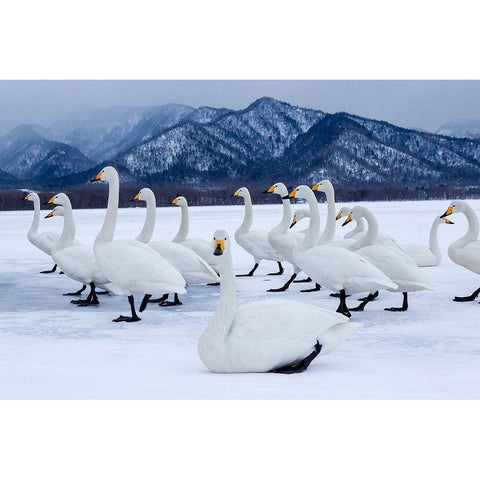 Japan-Hokkaido A group of whooper swans stand on the ice White Modern Wood Framed Art Print by Goff, Ellen