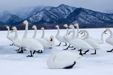 Japan-Hokkaido A group of whooper swans stand on the ice Black Ornate Wood Framed Art Print with Double Matting by Goff, Ellen