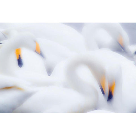 Japan-Hokkaido A group of whooper swans feed together in slow motion Black Modern Wood Framed Art Print by Goff, Ellen