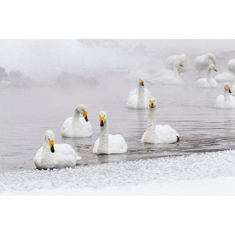 Japan-Hokkaido A group of whooper swans swim  Black Modern Wood Framed Art Print by Goff, Ellen