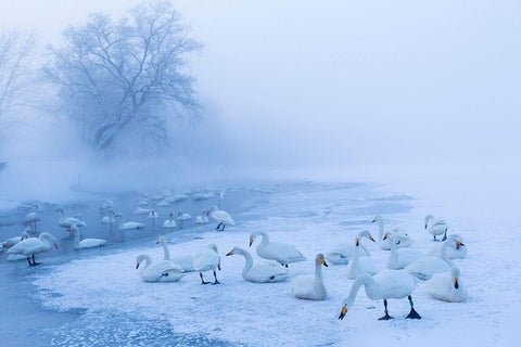 Japan-Hokkaido A group of whooper swans congregate in the mist Black Ornate Wood Framed Art Print with Double Matting by Goff, Ellen
