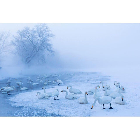 Japan-Hokkaido A group of whooper swans congregate in the mist Black Modern Wood Framed Art Print by Goff, Ellen