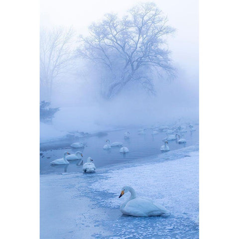 Japan-Hokkaido A group of whooper swans congregate in the mist Black Modern Wood Framed Art Print by Goff, Ellen