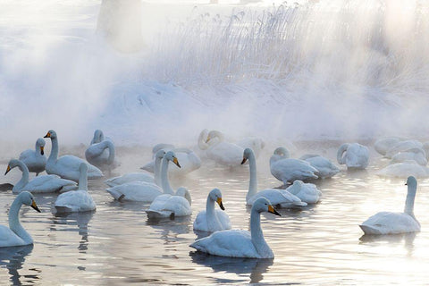 Japan-Hokkaido A group of whooper swans congregate in the mist White Modern Wood Framed Art Print with Double Matting by Goff, Ellen