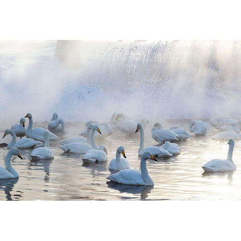 Japan-Hokkaido A group of whooper swans congregate in the mist Black Modern Wood Framed Art Print with Double Matting by Goff, Ellen