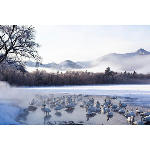 Japan-Hokkaido A group of whooper swans congregate in the mist Black Modern Wood Framed Art Print with Double Matting by Goff, Ellen