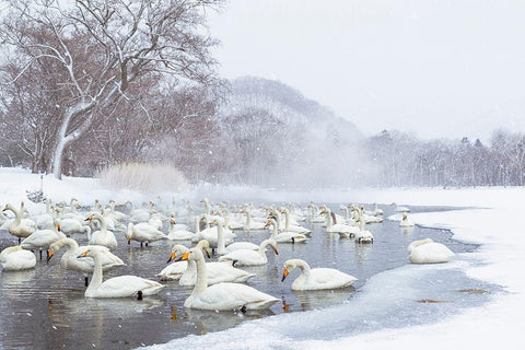 Japan-Hokkaido A group of whooper swans congregate in the mist Black Ornate Wood Framed Art Print with Double Matting by Goff, Ellen