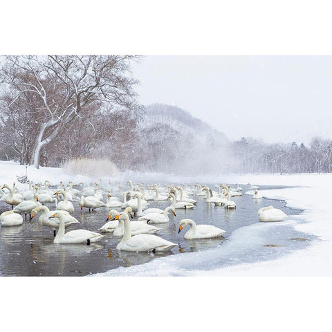 Japan-Hokkaido A group of whooper swans congregate in the mist Black Modern Wood Framed Art Print by Goff, Ellen