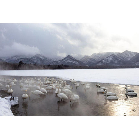 Japan-Hokkaido A group of whooper swans congregate in the mist Black Modern Wood Framed Art Print with Double Matting by Goff, Ellen