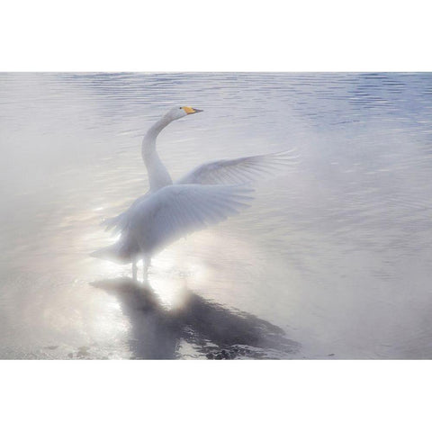 Japan-Hokkaido A whooper swan flaps its wings in the mist White Modern Wood Framed Art Print by Goff, Ellen
