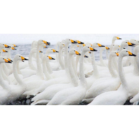 Japan-Hokkaido Whooper swans congregate White Modern Wood Framed Art Print by Goff, Ellen