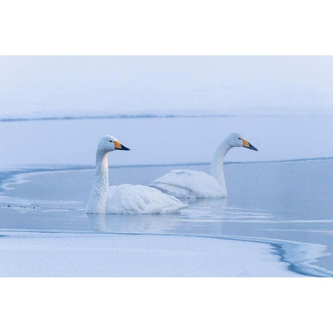 Japan-Hokkaido A pair of whooper swans swim Black Modern Wood Framed Art Print by Goff, Ellen