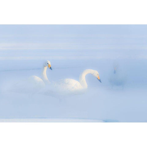 Japan-Hokkaido Three whooper swans float in the mist White Modern Wood Framed Art Print by Goff, Ellen