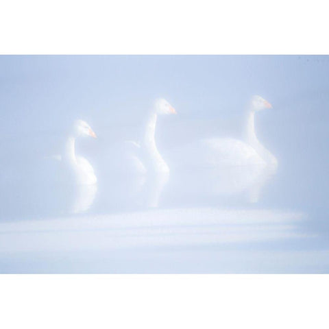 Japan-Hokkaido Three whooper swans float in the mist Black Modern Wood Framed Art Print by Goff, Ellen