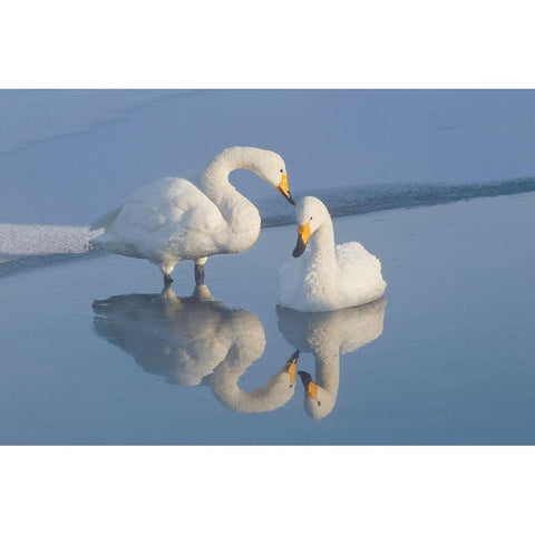 Japan-Hokkaido Two whooper swans are reflected Gold Ornate Wood Framed Art Print with Double Matting by Goff, Ellen