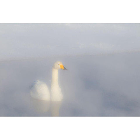 Japan-Hokkaido A whooper swan emerges from the heavy mist White Modern Wood Framed Art Print by Goff, Ellen