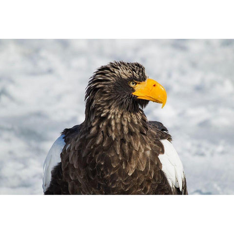 Japan-Hokkaido-Rausu-Stellers sea eagle Headshot of a Stellers sea eagle  Black Modern Wood Framed Art Print by Goff, Ellen