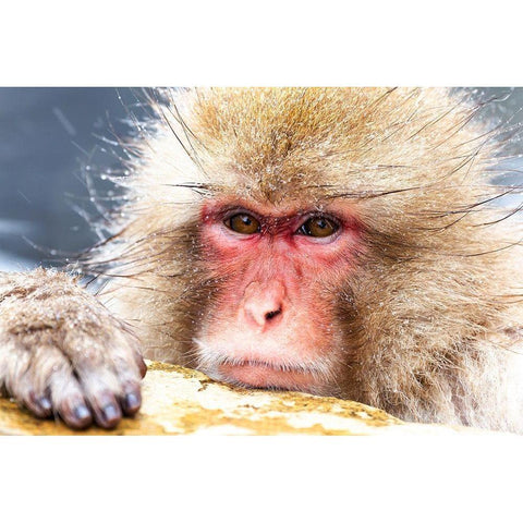 Japan-Nagano Black Modern Wood Framed Art Print with Double Matting by Goff, Ellen