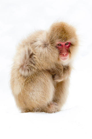 Japan-Nagano  Black Ornate Wood Framed Art Print with Double Matting by Goff, Ellen