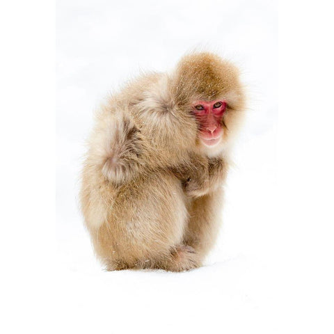 Japan-Nagano  Black Modern Wood Framed Art Print by Goff, Ellen