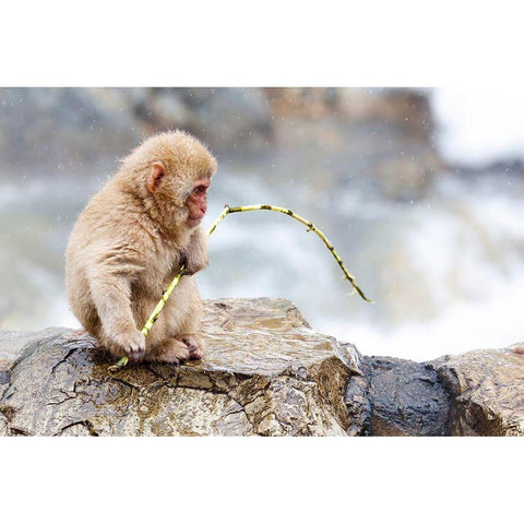 Japan-Nagano A baby snow monkey  Black Modern Wood Framed Art Print by Goff, Ellen