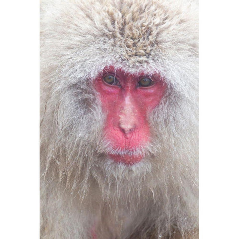 Japan-Nagano Black Modern Wood Framed Art Print by Goff, Ellen