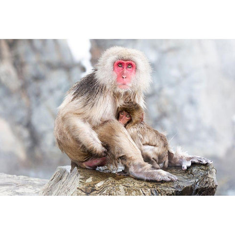 Japan-Nagano A female snow monkey Black Modern Wood Framed Art Print by Goff, Ellen