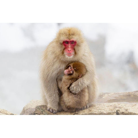 Japan-Nagano A female snow monkey Gold Ornate Wood Framed Art Print with Double Matting by Goff, Ellen