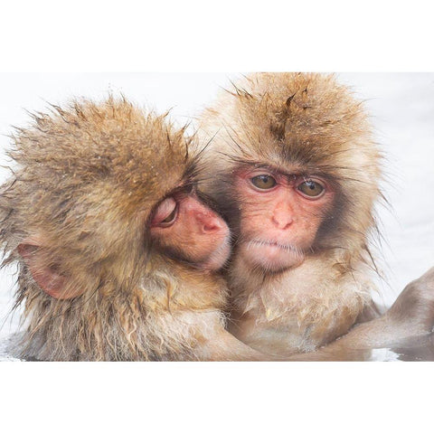 Japan-Nagano Two baby snow monkeys huddle Black Modern Wood Framed Art Print by Goff, Ellen