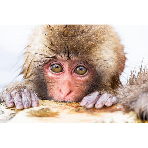 Japan-Nagano  White Modern Wood Framed Art Print by Goff, Ellen