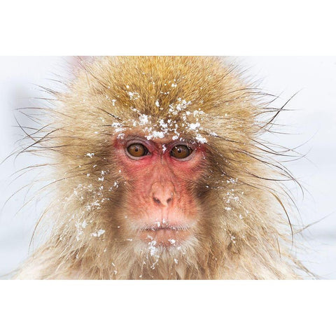 Japan-Nagano  Gold Ornate Wood Framed Art Print with Double Matting by Goff, Ellen